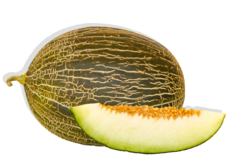 melon piel de sapo cucumis melo
