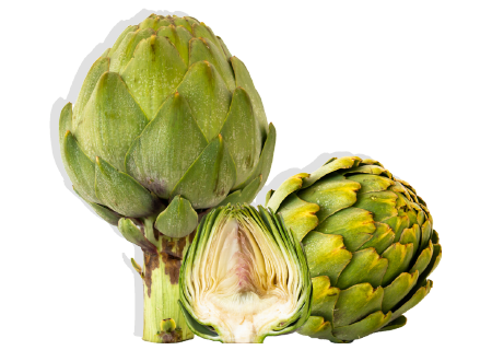 header_alcachofa alcachofa Cynara scolymus