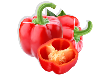 pimiento morron Capsicum annuum